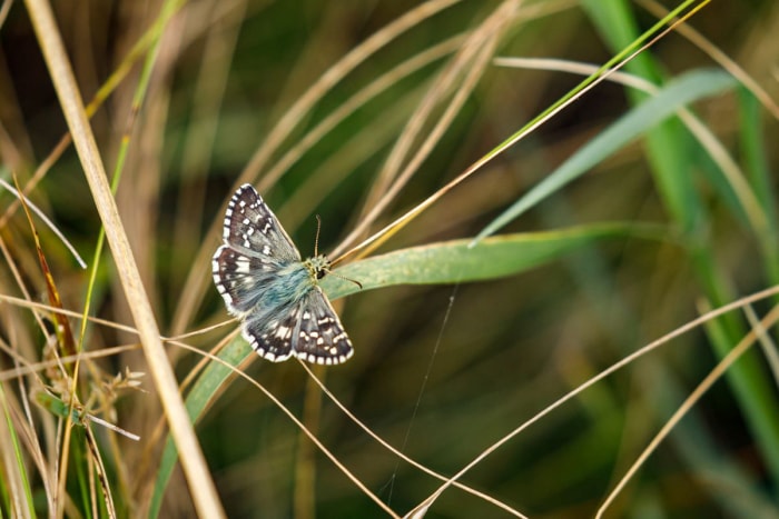 types de papillons