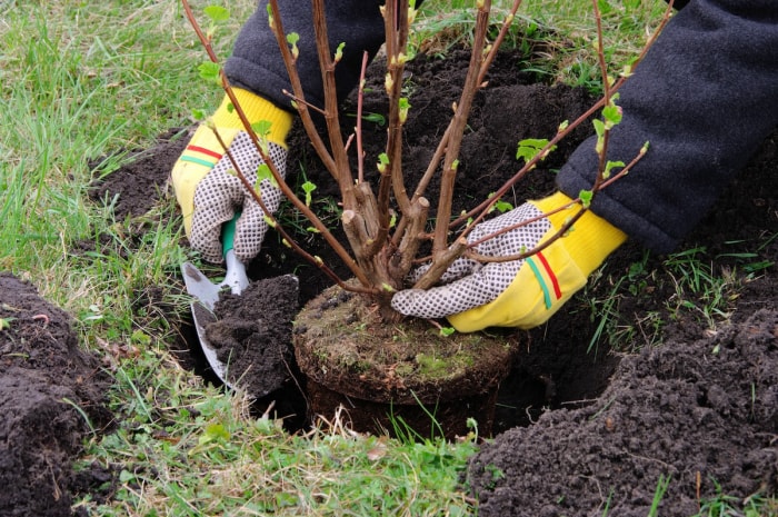 Une personne plantant un arbuste indigène dans un aménagement paysager domestique de bricolage.