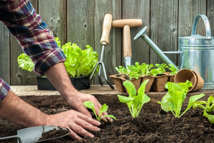 Planter un jardin de victoire