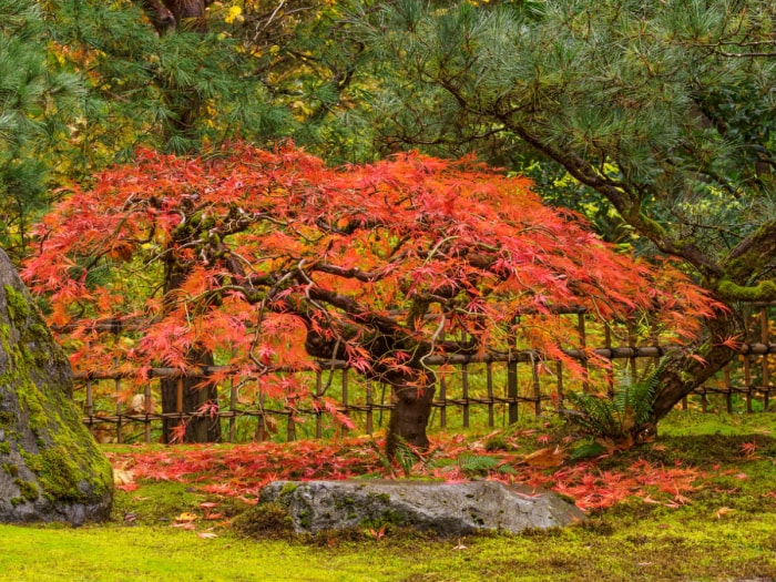 idées de jardin zen - érable japonais aux feuilles tombantes