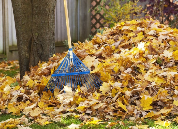 Les choses à faire et à ne pas faire pour nettoyer les feuilles