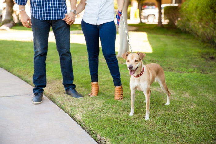 iStock-611863426 Couple de sonnette vidéo avec chien sur la pelouse