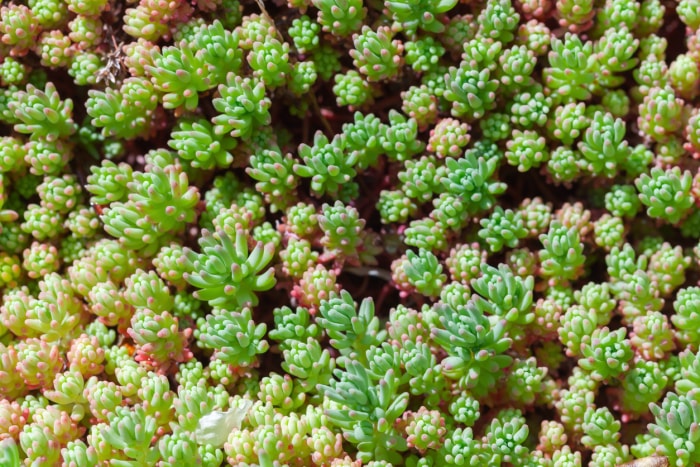 Sedum hispanicum ou orpin espagnol pousse dans un jardin d'été, vue rapprochée du dessus