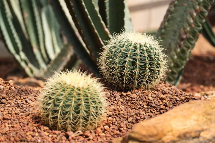 plantes répulsives contre les serpents cactus baril doré