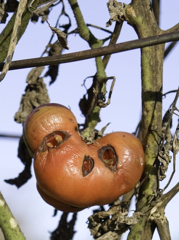 9 signes indiquant que vous avez un problème de nuisibles dans votre jardin