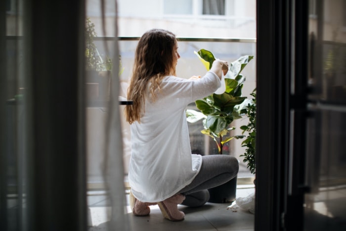 Comment inspecter les plantes d'intérieur pour ne pas ramener à la maison un spécimen malsain ou infesté