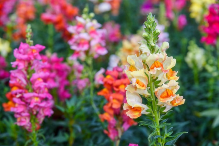 Fleurs de mufliers colorées