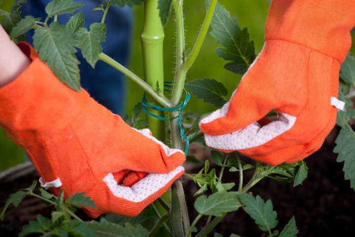 entretien du jardin pendant les vacances