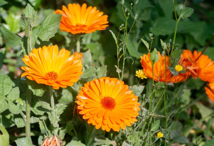 Souci en pot cultivé dans un jardin familial