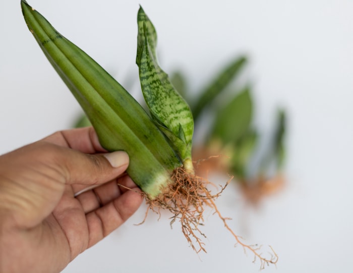 iStock-1420651545 Soins de la plante serpent vue rapprochée d'une feuille de plante serpent avec de nouveaux chiots et des racines mise au point sélective