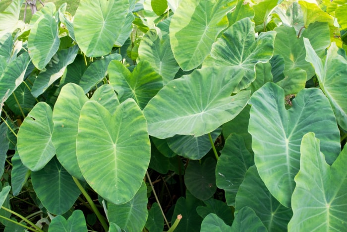 Plantes à oreilles d'éléphant