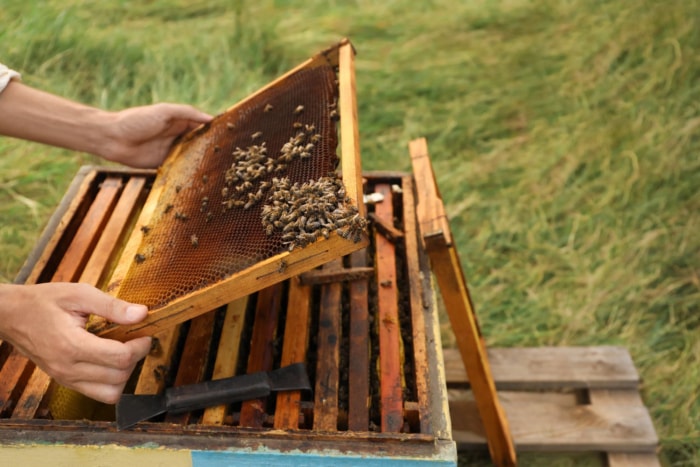 Combien coûte l'élimination des abeilles ?