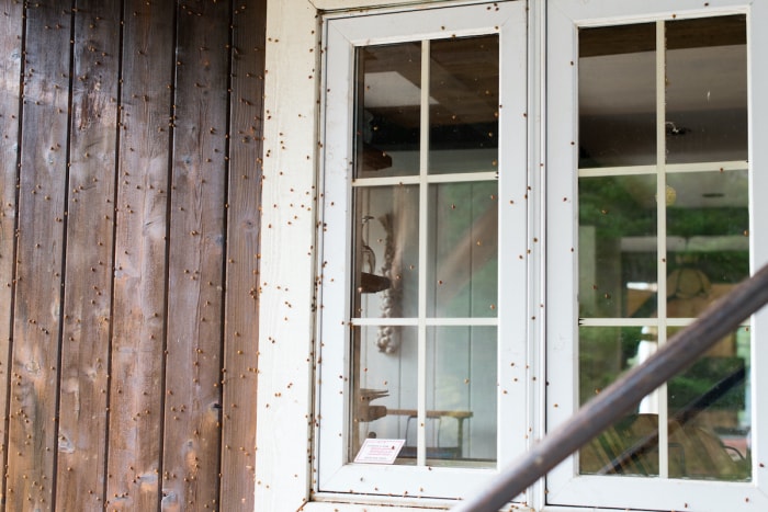 comment se débarrasser des coccinelles