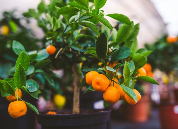 10 arbres fruitiers d'intérieur que vous pouvez cultiver chez vous toute l'année