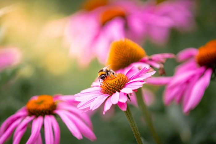 vue rapprochée d'une abeille sur des échinacées violettes