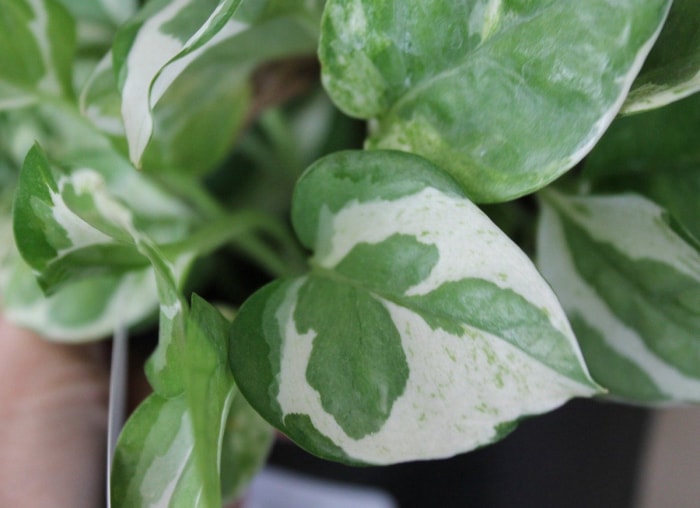 10 variétés de pothos pour votre collection de plantes d'intérieur faciles à entretenir