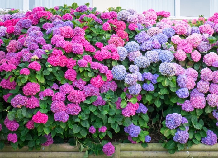 Plantez ces 12 hortensias pour un jardin époustouflant