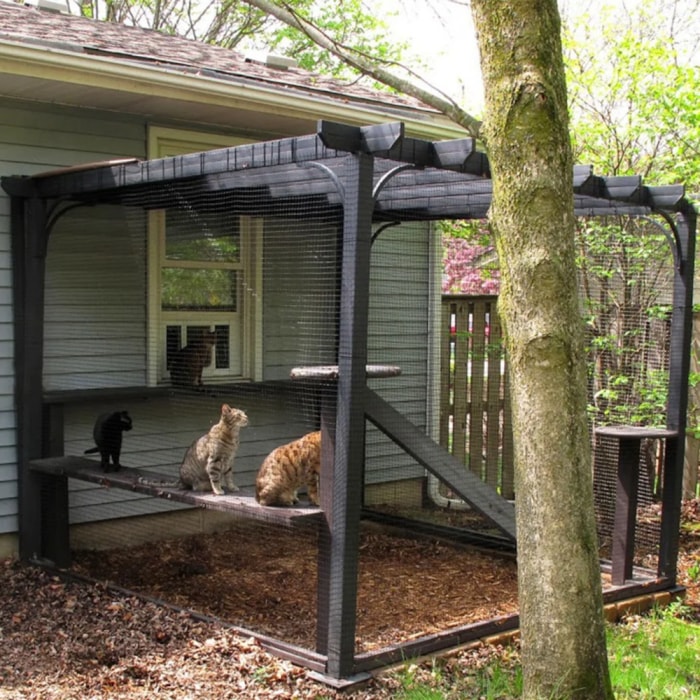 Une pergola d'arrière-cour transformée en un grand enclos pour chat abrite quatre chats domestiques à l'air curieux.