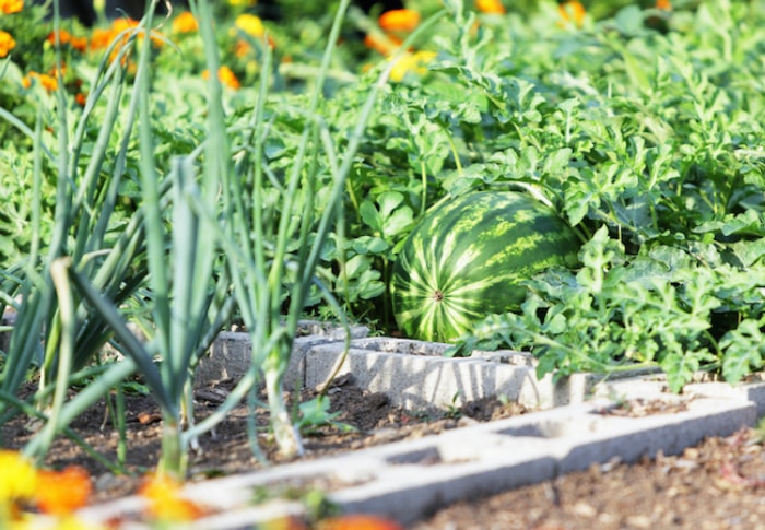 méthode de jardinage sans creuser