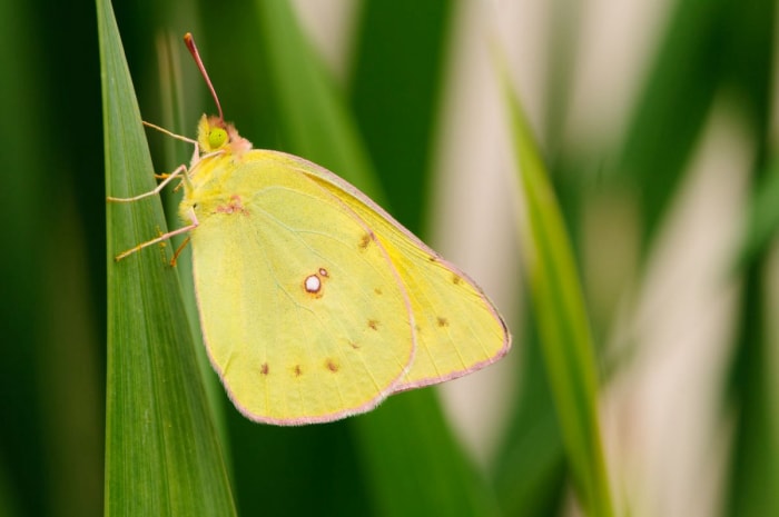 types de papillons