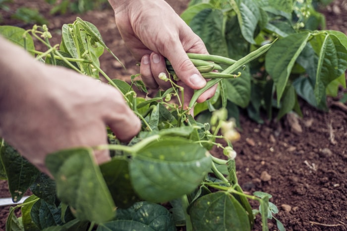 gros plan sur les mains d'un agriculteur récoltant des haricots verts dans le sol