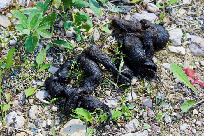 À quoi ressemblent les crottes de coyote ?