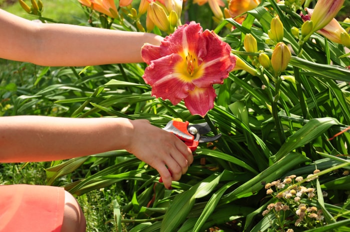 les mains d'une femme'utilisant des ciseaux de jardin pour tailler une seule fleur d'hémérocalle