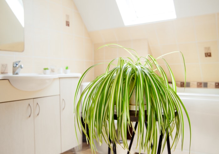 Chlorophytum comosum, appelé plante araignée ou plante avion, pousse dans un pot blanc dans une salle de bain blanche et lumineuse. Excellente plante purificatrice d'air.