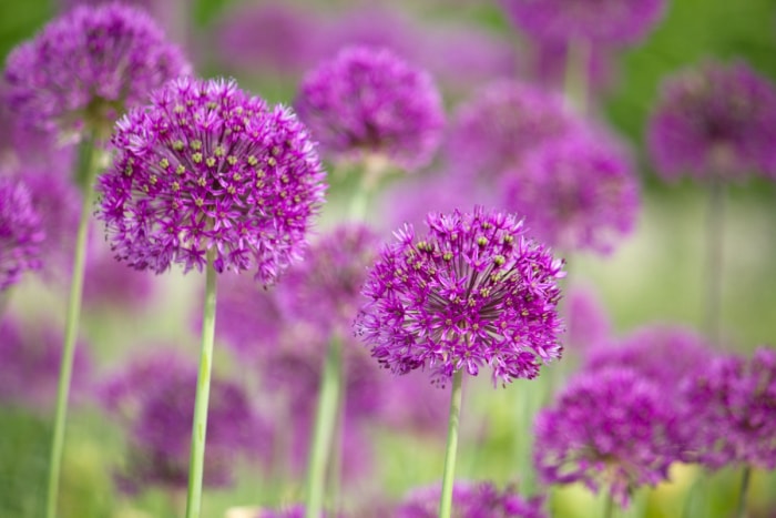 Deux fleurs rondes violettes