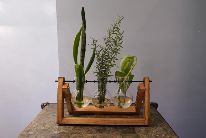 Le terrarium pour plantes XXXFlower avec support en bois sur un comptoir faisant pousser trois types de plantes différents.