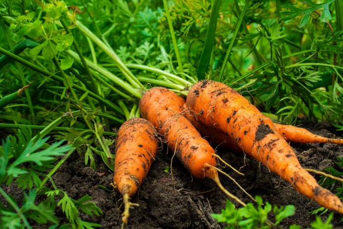 carottes récoltées dans le jardin familial en septembre