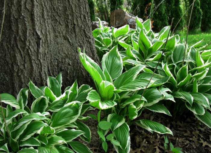 Plante d'ombre sous un arbre - Hosta