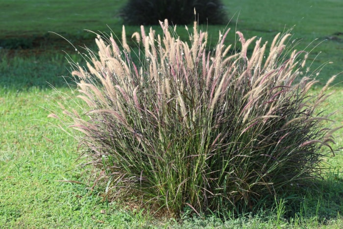 Un grand buisson d'herbe de fontaine dans la cour.