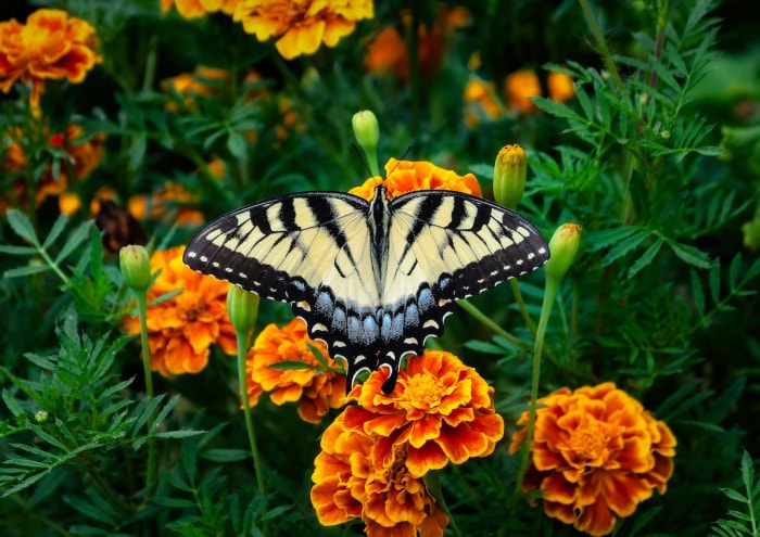 pourquoi planter des soucis dans le jardin