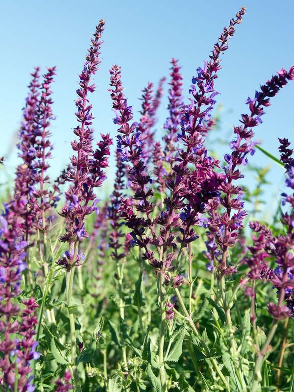 Sauge des prés (Salvia nemorosa)