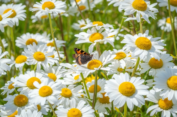 Marguerite oxeye (Leucanthemum vulgare) poussant dans un champ avec un papillon.