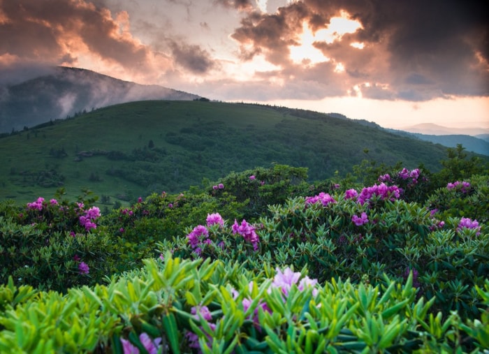 20 endroits à voir absolument si vous aimez les plantes