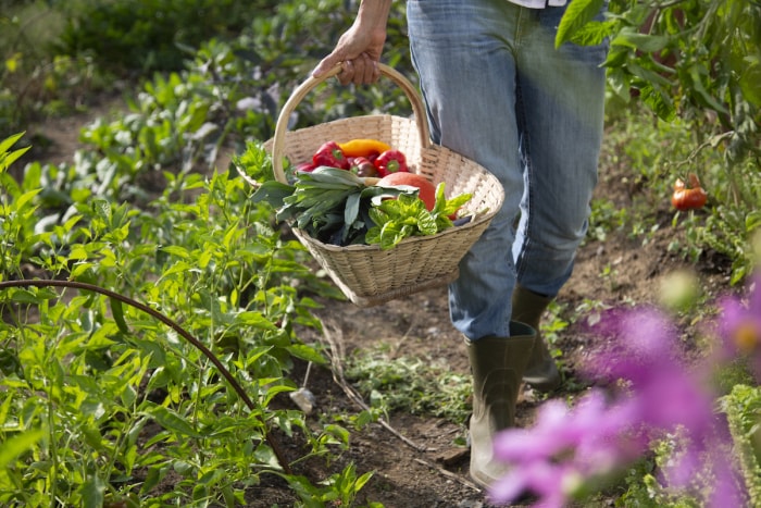 récolte des aliments dans le jardin familial