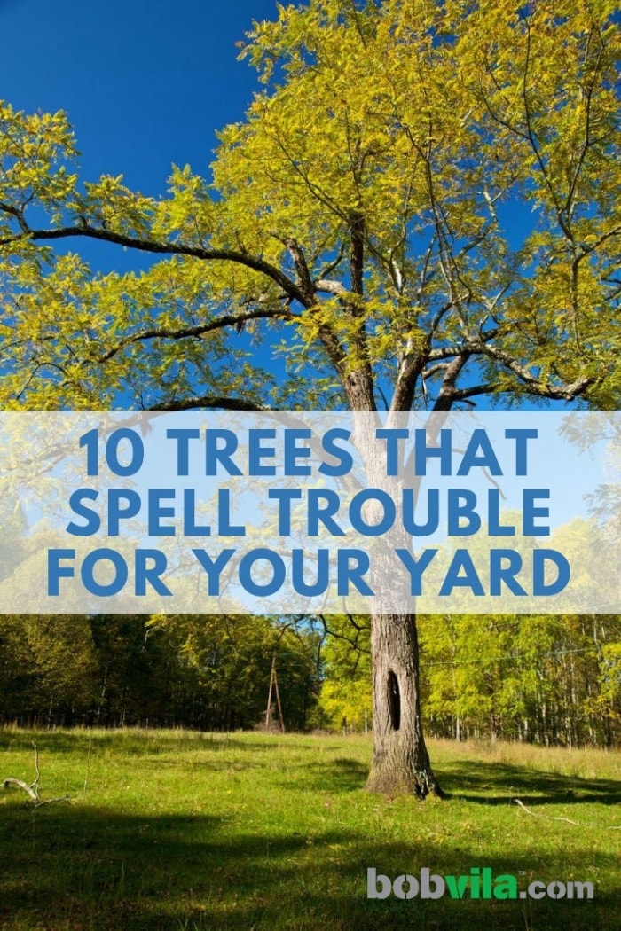 10 arbres qui causent des problèmes dans votre jardin