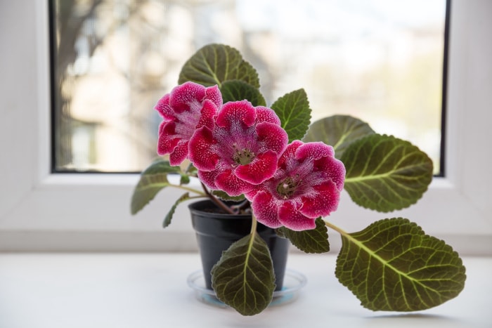 Gloxinia à taches pourpres (sinningia) sur le rebord de la fenêtre