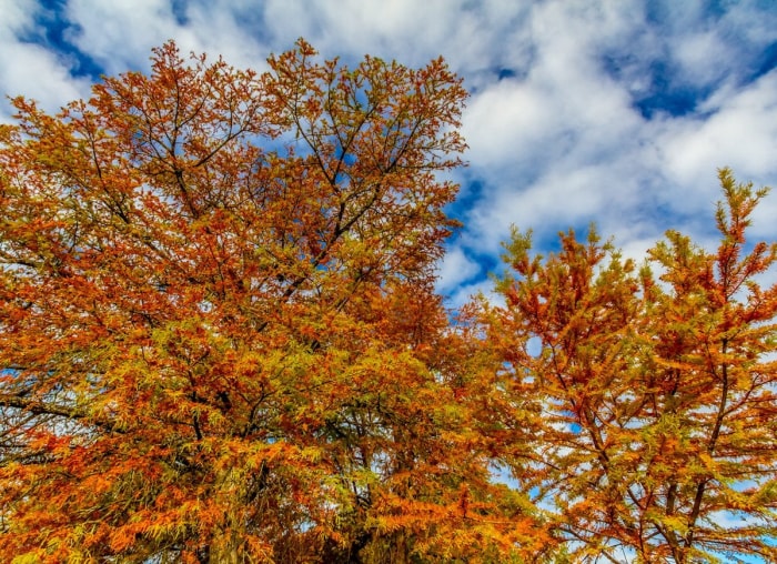 Les meilleurs arbres à planter pour le feuillage d'automne