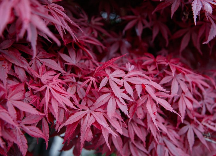 Les meilleurs arbres à planter pour le feuillage d'automne