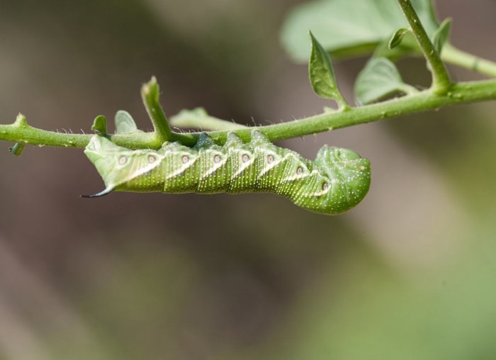 20 conseils pour éloigner toutes les bestioles de votre cour et de votre jardin