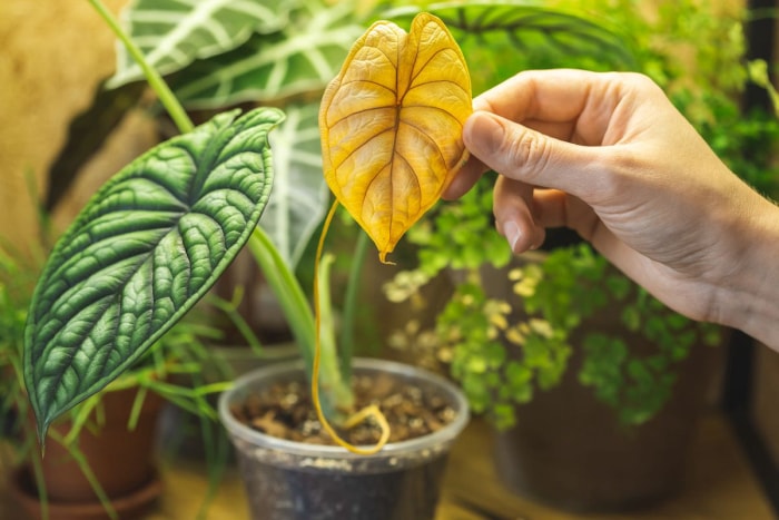 Comment aider vos plantes d'intérieur à survivre à l'hiver