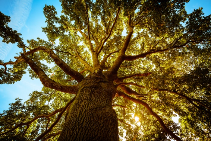 Grand arbre au printemps