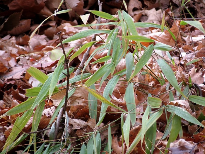 Herbe à échasses japonaise 1024px-Herbe à échasses japonaise