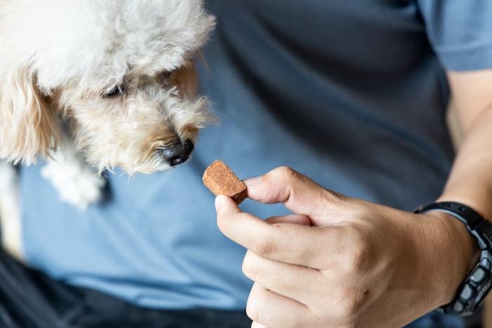 11 nuisibles qui représentent une menace pour vos animaux de compagnie