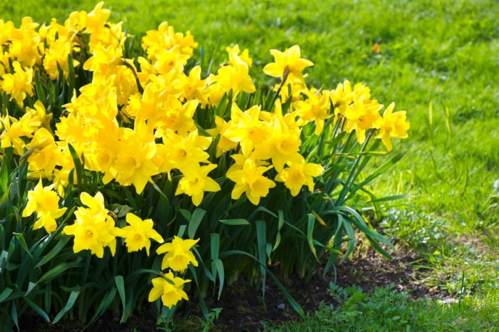 Fleurs de jonquilles jaunes