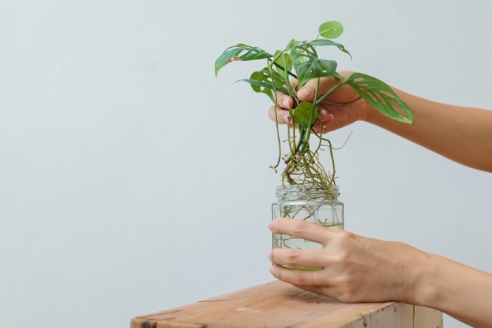 Rempotage des plantes d'intérieur, propagation par l'eau de la mini plante monstera