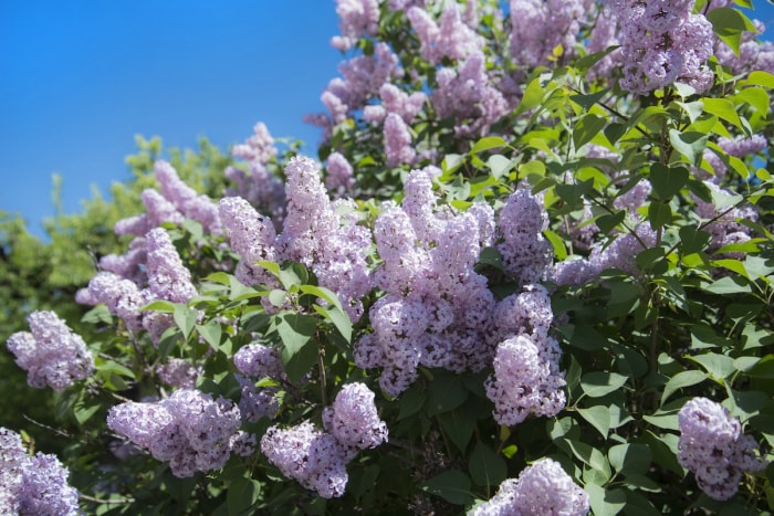 Buisson de lilas violet en fleurs par une journée ensoleillée.